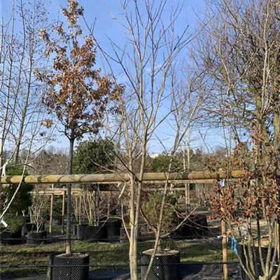 Schirmform 25-190 1350 - Schneeballahorn - Acer opalus - Collection