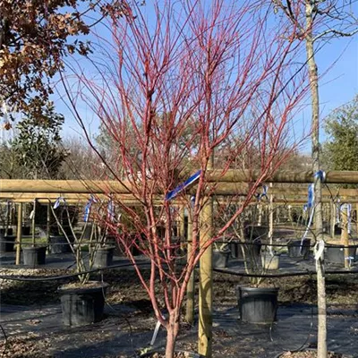 Schirmform VK24-012 1989 - Fächerahorn - Acer palmatum - Collection