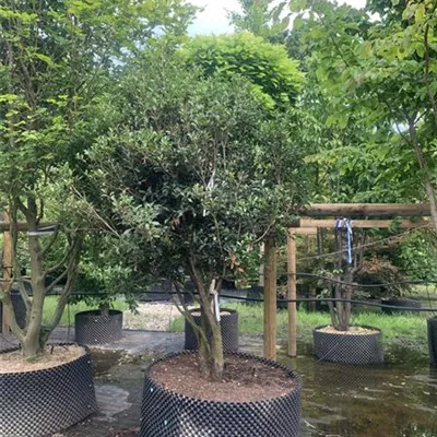 Schirmform 200-225 24-B06 2840 - Stachelblättrige Duftblüte - Osmanthus heterophyllus 'Purpureus' - Collection