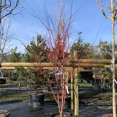 Schirmform VK24-011 1989 - Fächerahorn - Acer palmatum - Collection