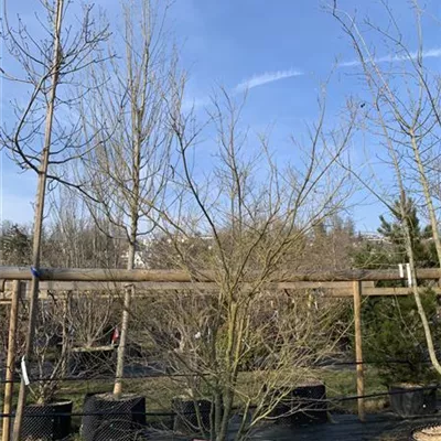 Solitär HP24-130 1326 - Fächerahorn 'Ao Yagi' - Acer palmatum 'Ao Yagi' - Collection