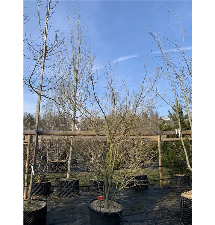 Fächerahorn 'Ao Yagi' - Acer palmatum 'Ao Yagi' - Collection