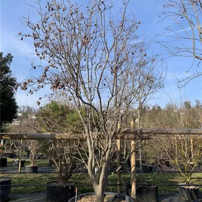 Solitär 350-400 Nr. HP23-21 4100 - Roter Fächerahorn 'Bloodgood' - Acer palmatum 'Bloodgood' - Collection