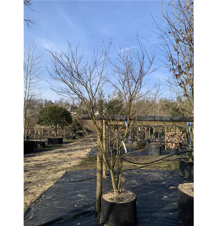 Buntblättriger Fächerahorn 'Oridono nishiki' - Acer palmatum 'Oridono nishiki' - Collection
