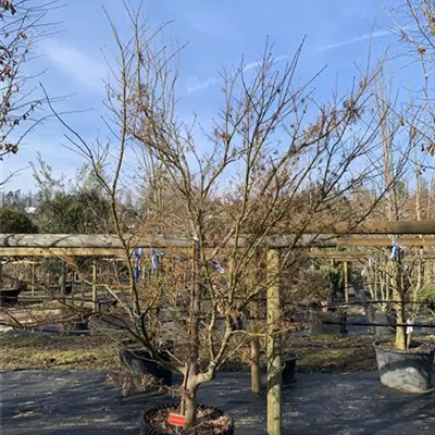 Solitär/EXC 225-250 HP24-176 1725 - Fächerahorn 'Scolopendrifolium Atropurpureum' - Acer palmatum 'Scolopendrifolium Atropurpureum' - Collection