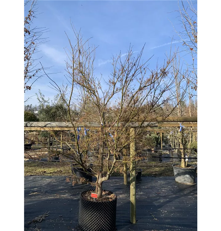 Fächerahorn 'Scolopendrifolium Atropurpureum' - Acer palmatum 'Scolopendrifolium Atropurpureum' - Collection