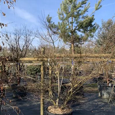 Solitär / EXC 225-250 HP24-177 1725 - Fächerahorn 'Seiryu' - Acer palmatum 'Seiryu' - Collection