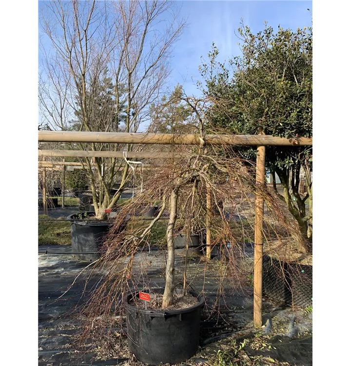 Fächerahorn 'Shojo Shidare' - Acer palmatum 'Shojo Shidare' - Collection