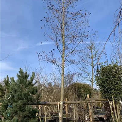 Hochstamm 40-45 24-1291 3600 - Erle spaethii - Alnus spaethii - Collection