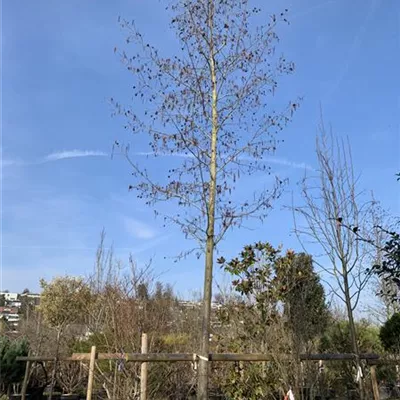 Hochstamm 40-45 24-1295 3600 - Erle spaethii - Alnus spaethii - Collection
