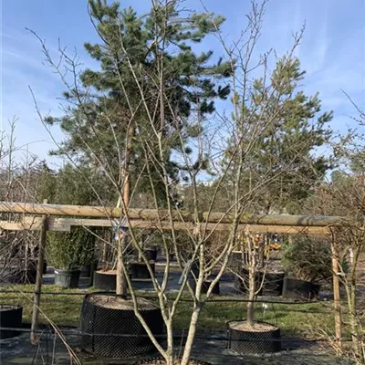 Schirmform 250-275 24-1283 1250 - Kupfer-Felsenbirne - Amelanchier lamarckii - Collection