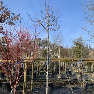 Hochstamm 25-115 - Kupfer-Felsenbirne - Amelanchier lamarckii - Collection