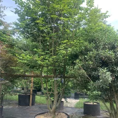 Schirmform 300-350 HP23-4 2730 - Rotbuche - Fagus sylvatica - Collection