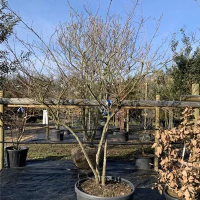 Schirmform 25-110 1431 - Kupfer-Felsenbirne - Amelanchier lamarckii - Collection