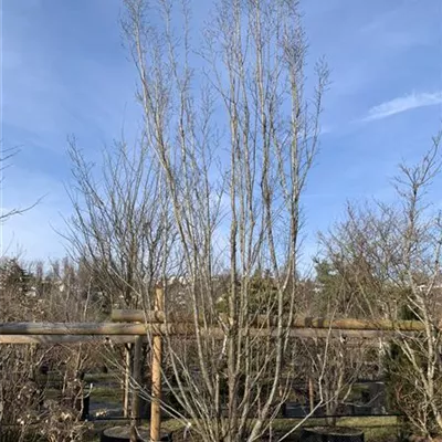 Spalier 350 hoch, 150 breit HP24-221 1800 - Hainbuche,Weißbuche - Carpinus betulus - Collection
