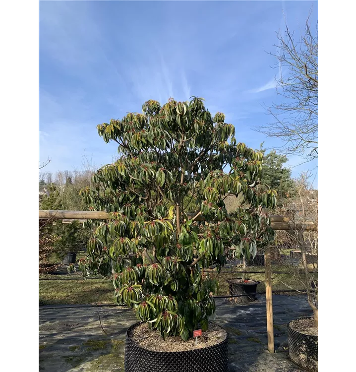 Daphniphyllum - Daphniphyllum macropodum - Collection