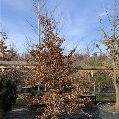 Solitär / EXC 275-300 HP24-350 680 - Rotbuche - Fagus sylvatica - Collection