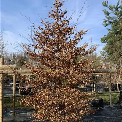 Solitär / EXC 275-300 HP24-353 680 - Rotbuche - Fagus sylvatica - Collection