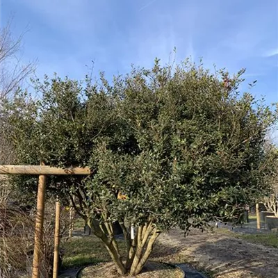 Schirmform 25-167 3700 - Stachelblättrige Duftblüte - Osmanthus heterophyllus - Collection