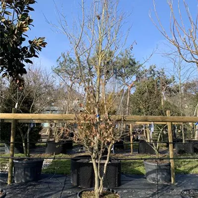 Schirmform 25-128 2800 - Eisenbaum - Parrotia persica - Collection