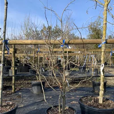 Solitär 24/25-73B 590 - Eisenbaum - Parrotia persica - Collection