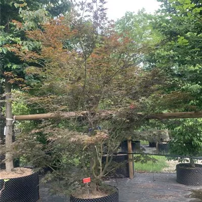 Solitär/EXC 225-250 HP24-148 1725 - Fächerahorn 'Inazuma' - Acer palmatum 'Inazuma' - Collection