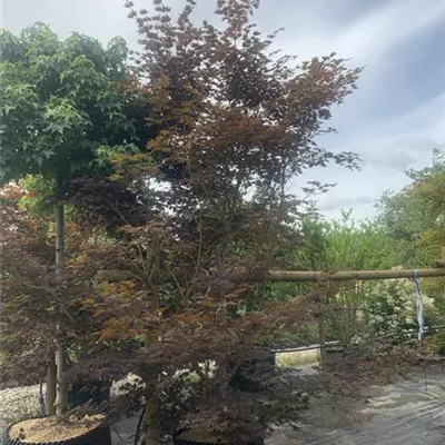 Solitäre / EXC 250-275 HP24-186 2365 - Fächerahorn 'Tsukushigata' - Acer palmatum 'Tsukushigata' - Collection