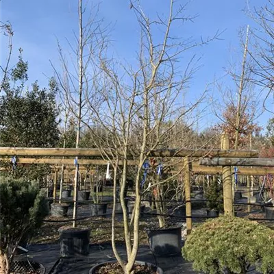 Schirmform 24/25-64B 2090 - Eisenbaum - Parrotia persica - Collection
