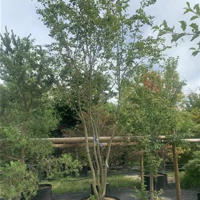 Schirmform 24/25-64B 2090 - Eisenbaum - Parrotia persica - Collection