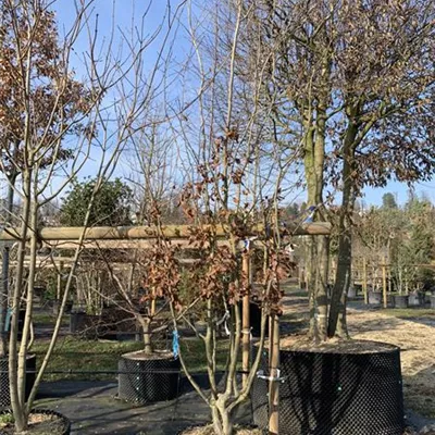 Schirmform - Eisenbaum - Parrotia persica - Collection