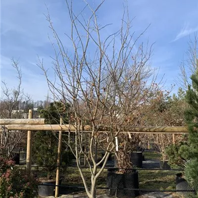 Schirmform - Eisenbaum - Parrotia persica - Collection