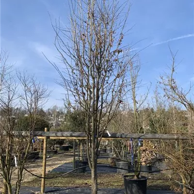 Schirmform 150-200 x 300-350 - Eisenbaum 'Vanessa' - Parrotia persica 'Vanessa' - Collection