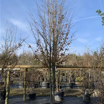 Schirmform 150-200 x 300-350 - Eisenbaum 'Vanessa' - Parrotia persica 'Vanessa' - Collection