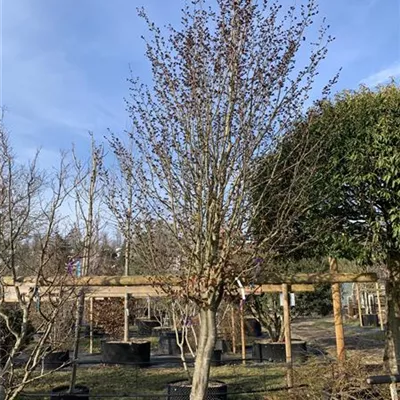 Schirmform 400-450 24-1254 3400 - Eisenbaum 'Vanessa' - Parrotia persica 'Vanessa' - Collection
