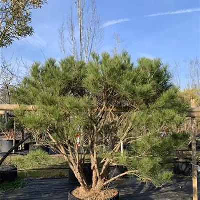 Solitär / EXC 200-250 HP24-654 1450 - Japan.Strauchkiefer 'Umbraculifera' - Pinus densiflora 'Umbraculifera' - Collection