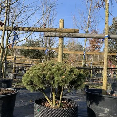 Solitäre 24/25-E41 1350 - Kugel-Kiefer 'Mops' - Pinus mugo 'Mops' - Collection