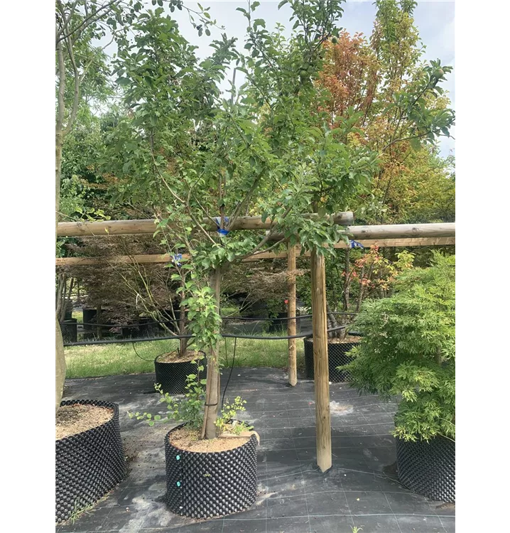 Apfel 'Granny Smith' spät - Malus 'Granny Smith' CAC - Collection