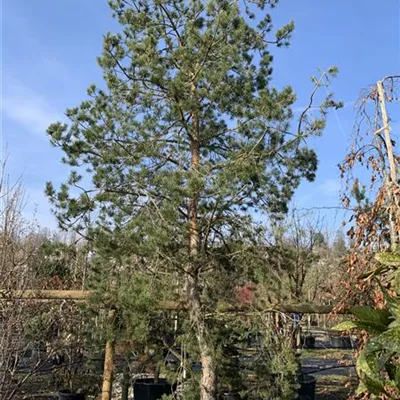 Solitär 500-550 HP23-207 2950 - Kiefer - Pinus sylvestris - Collection