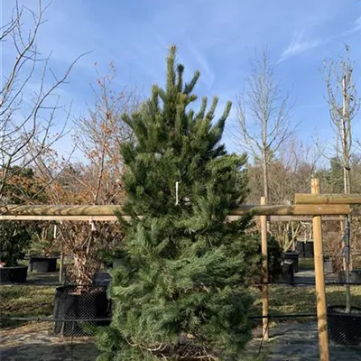 Solitär GP25-0050 1050 - Kiefer - Pinus sylvestris - Collection
