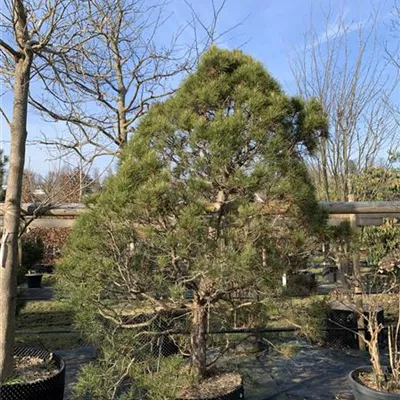 Solitär 225-250 HP24-687 2165 - Kugel-Kiefer 'Globosa Viridis' - Pinus sylvestris 'Globosa Viridis' - Collection