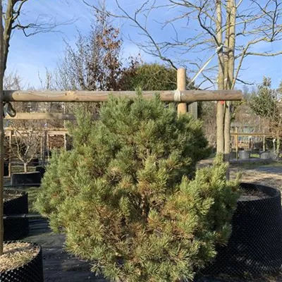 Solitär 125-150 HP24-693 643 - Silberkiefer - Pinus sylvestris 'Watereri' - Collection