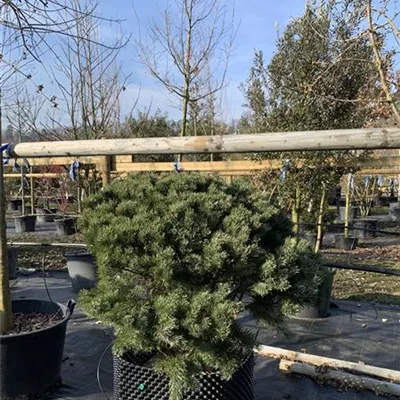 Schirmform 100-125 x 100-125 24-E51 1340 - Silberkiefer - Pinus sylvestris 'Watereri' - Collection
