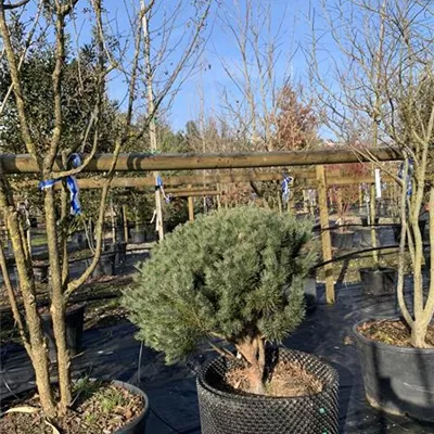 Schirmform 100-125 x 100-125 24-E52 1350 - Silberkiefer - Pinus sylvestris 'Watereri' - Collection