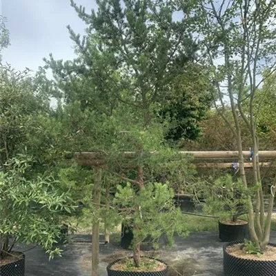 Schirmform 100-125 x 100-125 24-E52 1340 - Silberkiefer - Pinus sylvestris 'Watereri' - Collection