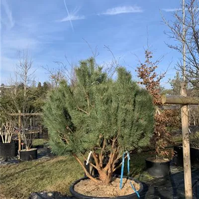 Solitär GP25-0066 1850 - Silberkiefer - Pinus sylvestris 'Watereri' - Collection