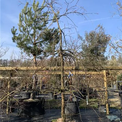 Solitär HP24-530 940 - Häng.Nelkenkirsche 'Kiku-shidare-zakura' - Prunus serrulata 'Kiku-shidare-zakura' - Collection