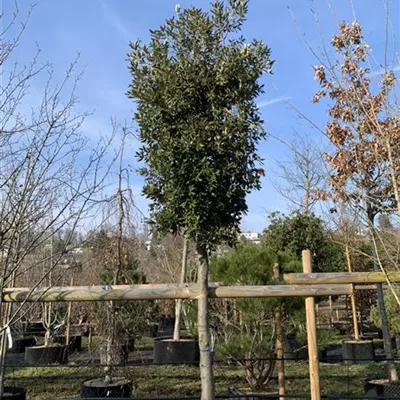Hochstamm 25-30 HP24-1031 2529 - Stein-Eiche - Quercus ilex - Collection