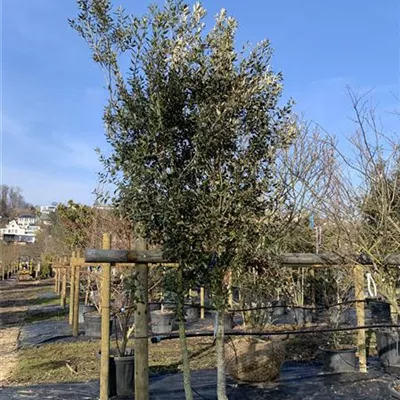 Schirmform VK24-8037 1050 - Stein-Eiche - Quercus ilex - Collection