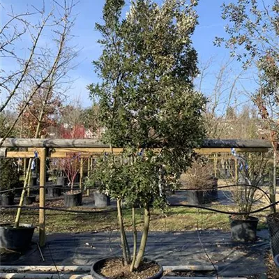 Schirmform 24-8047 1050 - Stein-Eiche - Quercus ilex - Collection