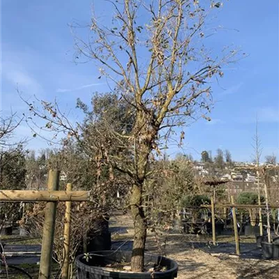 Solitär 600-650 24-8065 6050 - Flaumeiche - Quercus pubescens - Collection